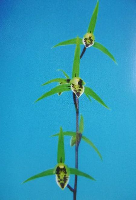 2/8　寒蘭　長崎県西彼杵産　濃緑花　【大雲海〈仮称〉】　2本立上木 売切れました　