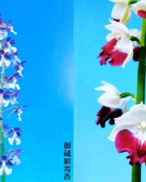 2/10　えびね蘭　交配苗　【御蔵紺青香×神業】　花芽付