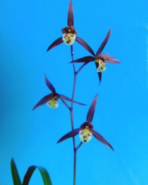 2/17　寒蘭　無名　紅丸舌特上　全国展特別金賞花　種木　売切れました