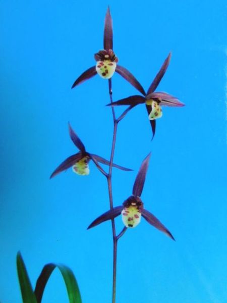 2/17　寒蘭　無名　紅丸舌特上　全国展特別金賞花　種木　売切れました