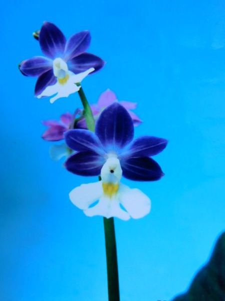 2/21　えびね蘭　ニオイ系　【青い稲妻】　青紫弁白舌　花芽可　売切れました