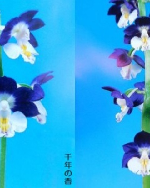 3/14　えびね蘭　交配苗　【千年の香×夢紫宝】　花芽付　売切れました