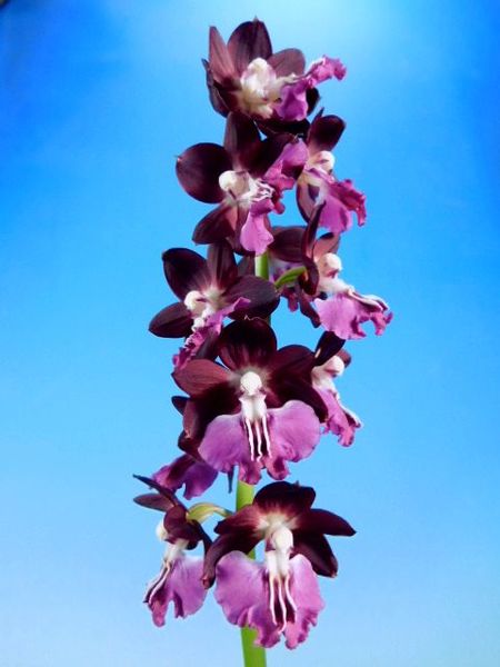 4/8　えびね蘭　サツマ　【大和魂】　黒紫弁紫舌　花付き　売切れました