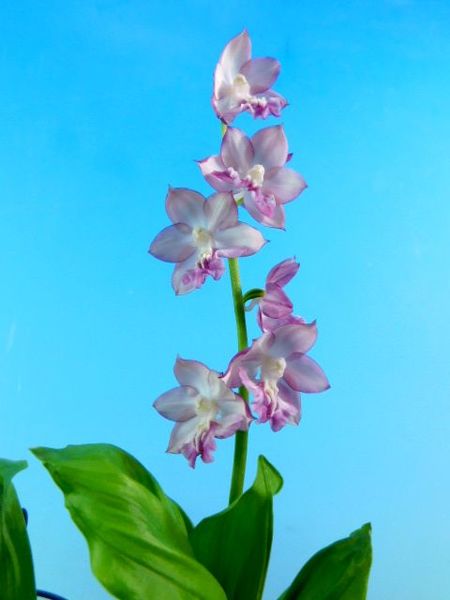 4/18　初花　無名　〈神風×万葉の君〉　癒し系白紫花　売切れました