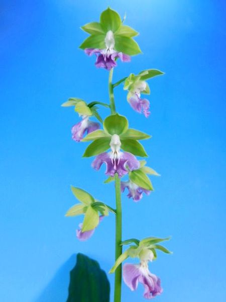 4/18　えびね蘭　2020年新花　無名　若緑弁ブルー紫舌　花付き　売切れました