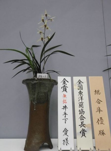 12/22　寒蘭　人工交配種　【黄太后〈仮称〉】　全国展準優勝花　売切れました
